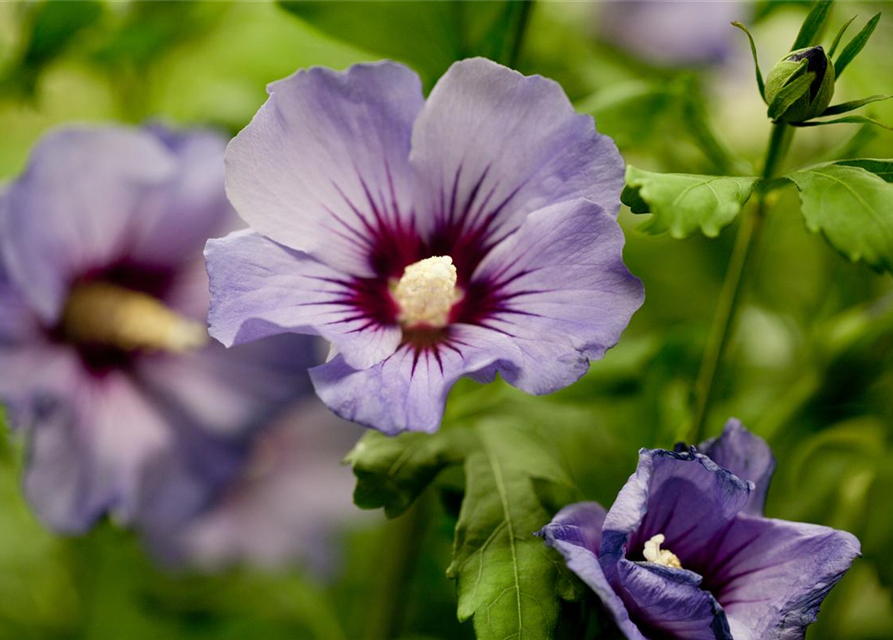 Hibiscus syriacus Marina