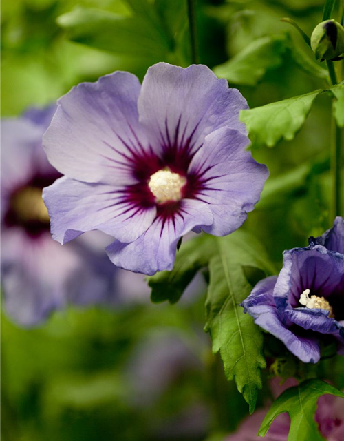 Hibiscus syriacus Marina