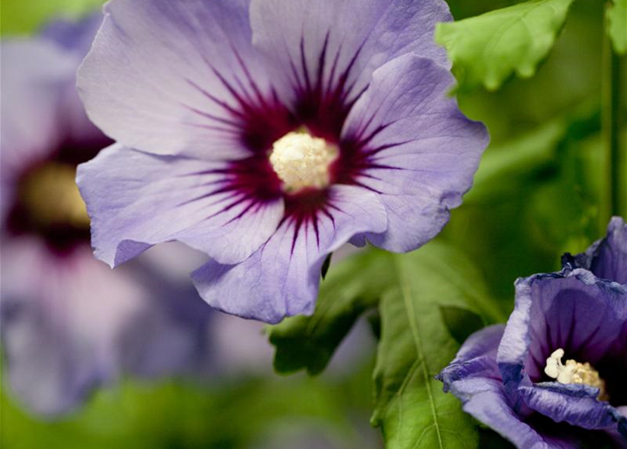 Hibiscus syriacus Marina