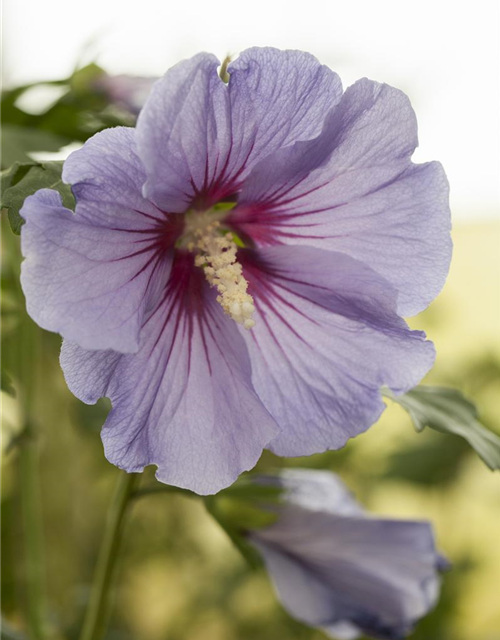 Hibiscus syriacus Marina