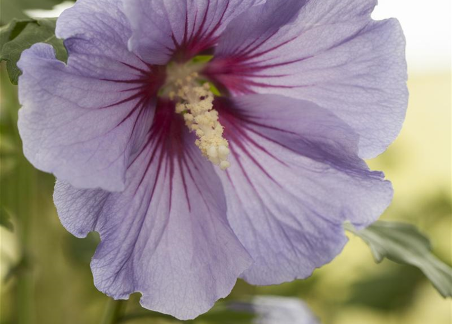 Hibiscus syriacus Marina