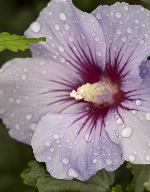 Hibiscus syriacus Marina