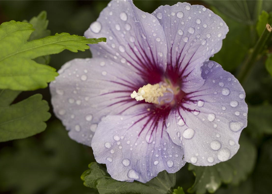 Hibiscus syriacus Marina