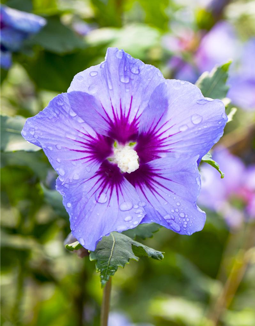 Hibiscus syriacus Marina