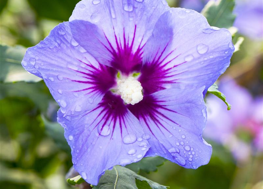 Hibiscus syriacus Marina