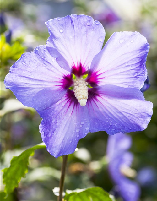 Hibiscus syriacus Marina