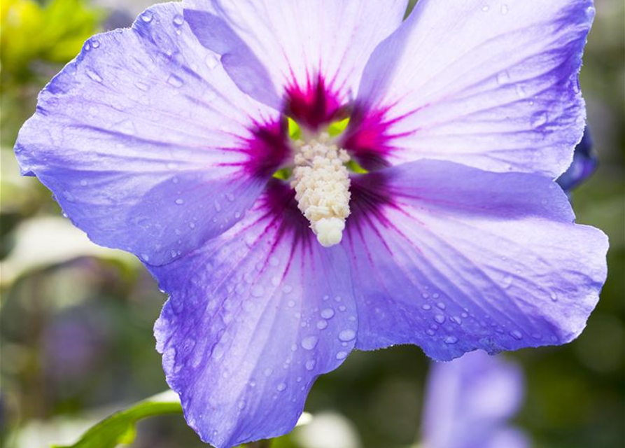 Hibiscus syriacus Marina