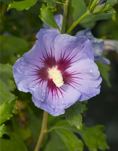 Hibiscus syriacus Marina