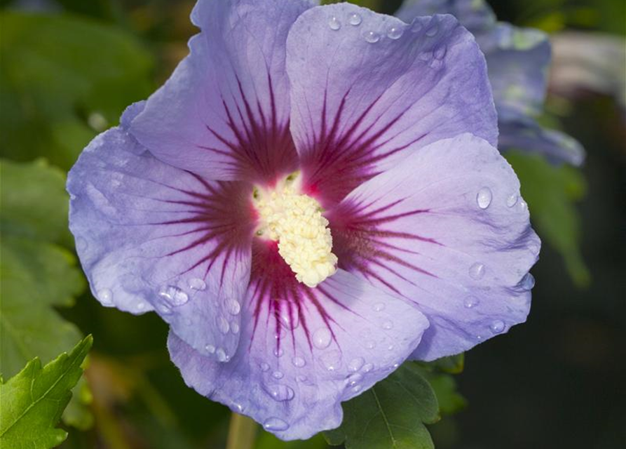 Hibiscus syriacus Marina