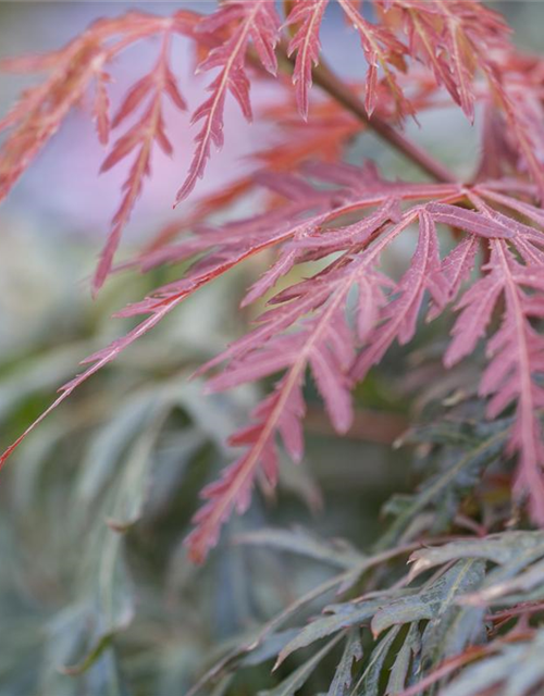 Acer palmatum Orangeola