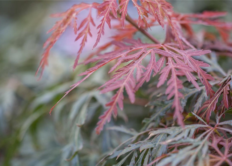 Acer palmatum Orangeola