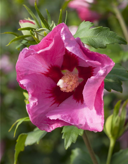 Hibiscus syriacus Pink Giant