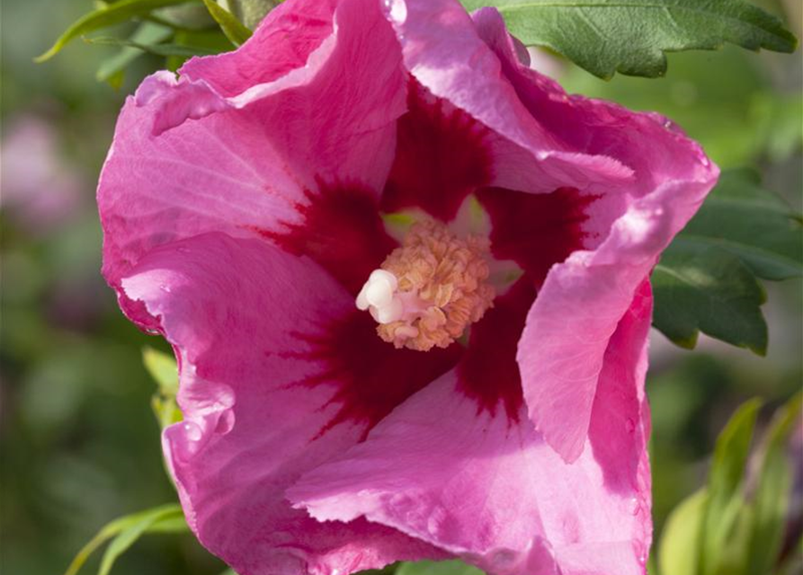 Hibiscus syriacus Pink Giant