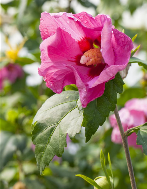 Hibiscus syriacus Pink Giant