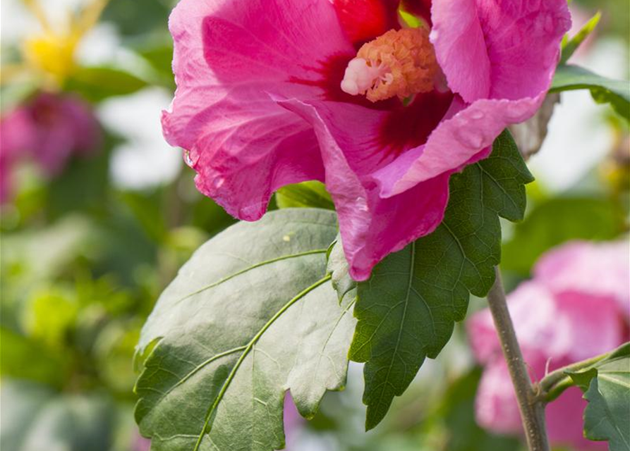 Hibiscus syriacus Pink Giant