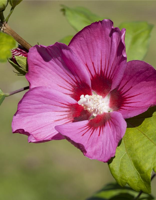 Hibiscus syriacus Pink Giant