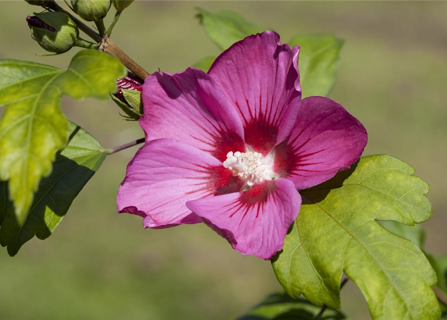 Hibiscus syriacus Pink Giant