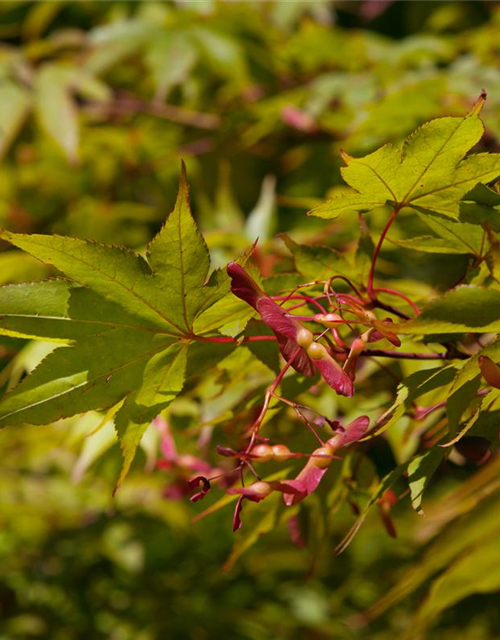 Acer palmatum Osakazuki