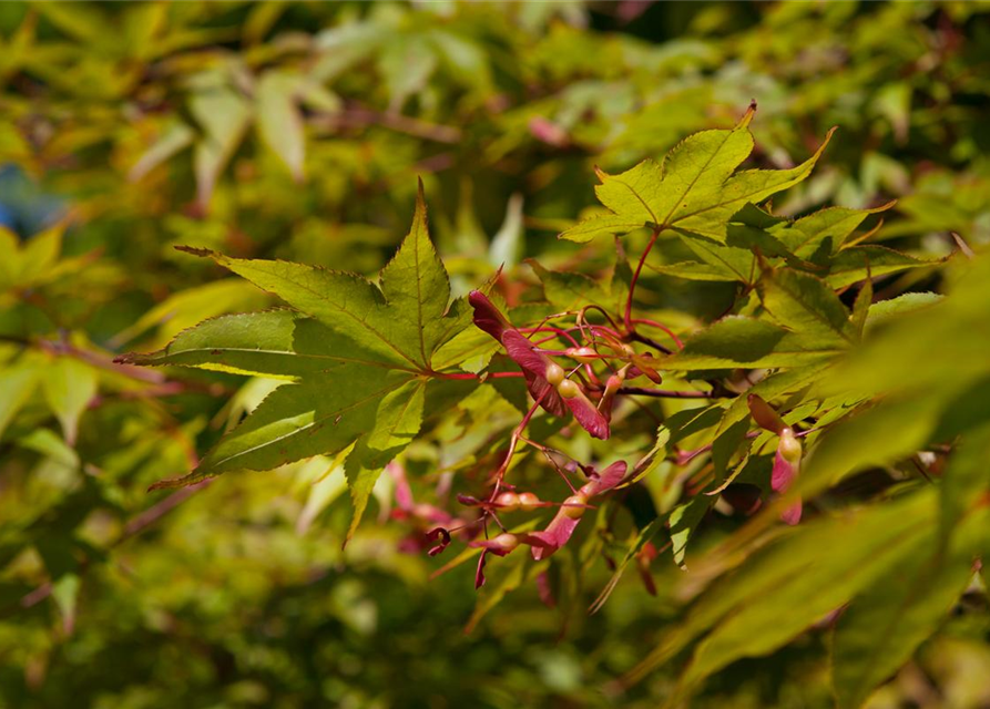 Acer palmatum Osakazuki