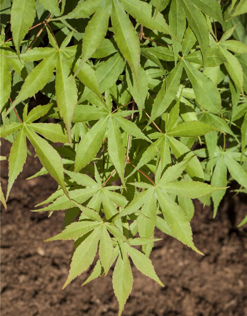 Acer palmatum Osakazuki