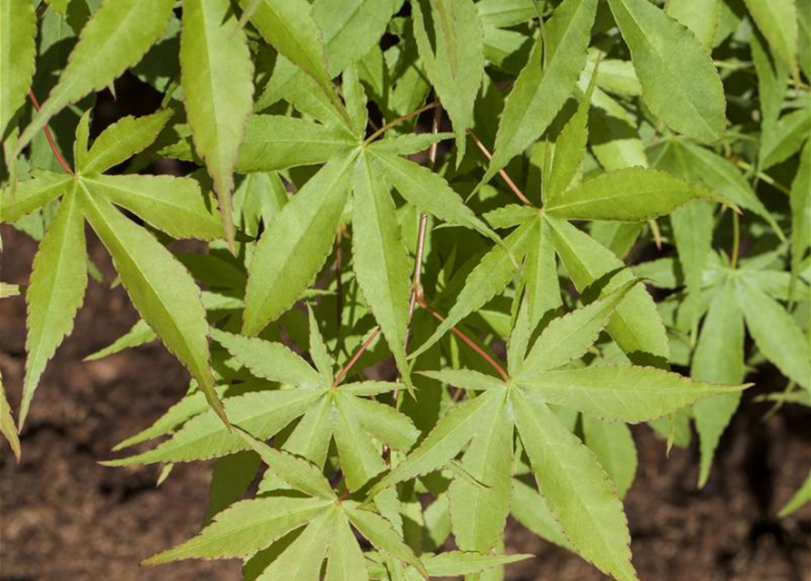 Acer palmatum Osakazuki