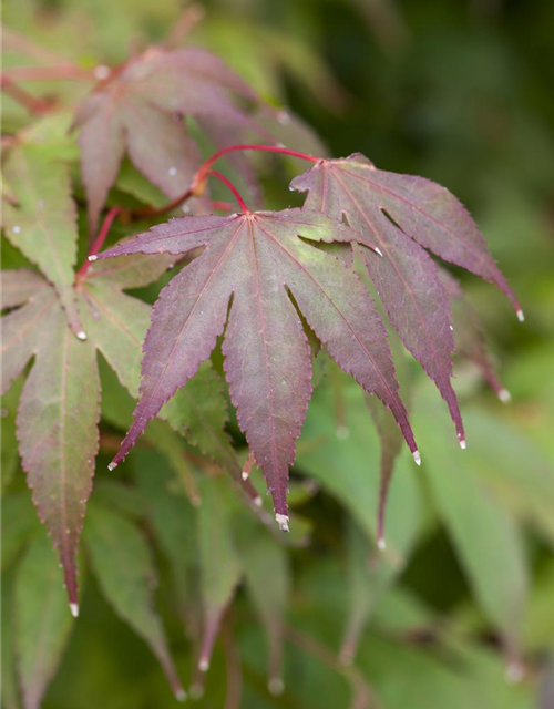 Acer palmatum Osakazuki