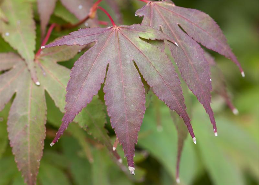 Acer palmatum Osakazuki