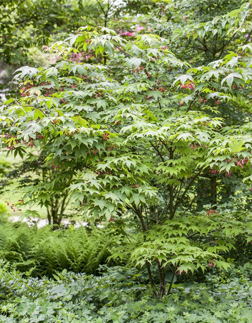 Acer palmatum Osakazuki