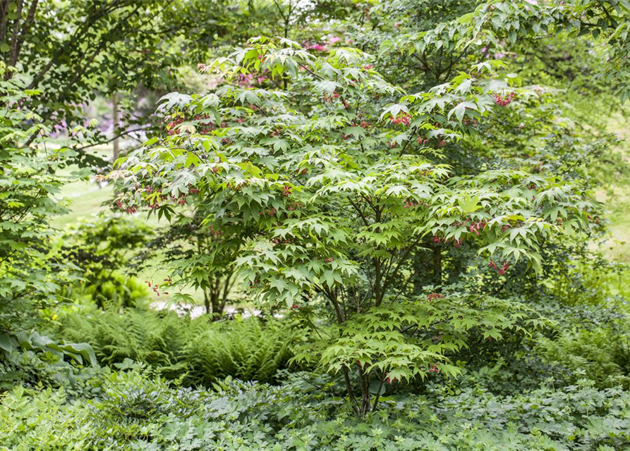 Acer palmatum Osakazuki