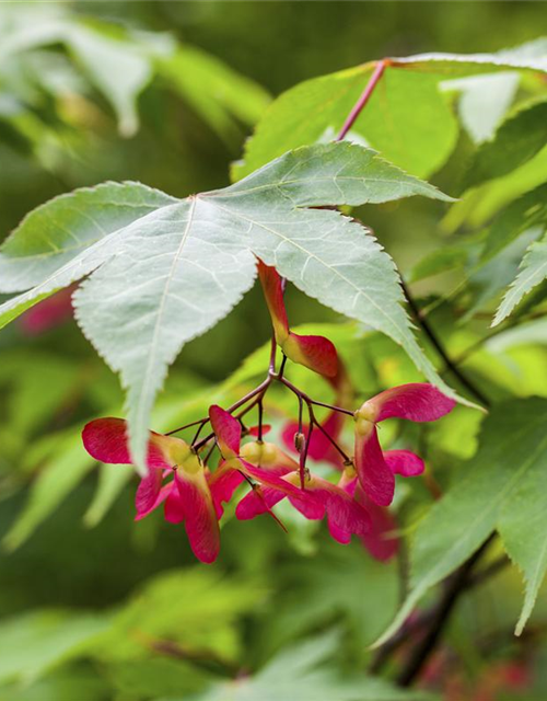 Acer palmatum Osakazuki