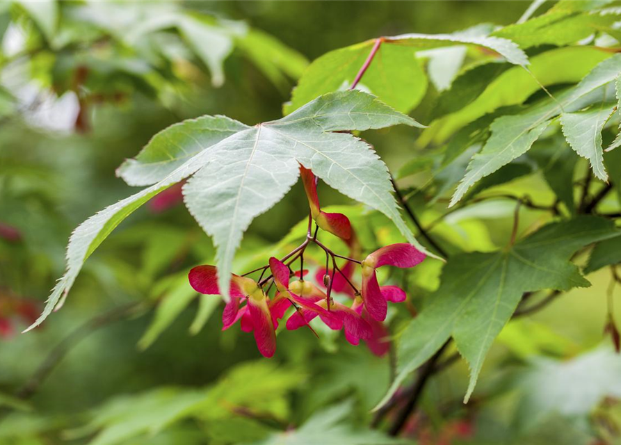 Acer palmatum Osakazuki