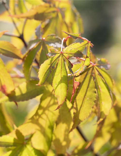 Acer palmatum Osakazuki