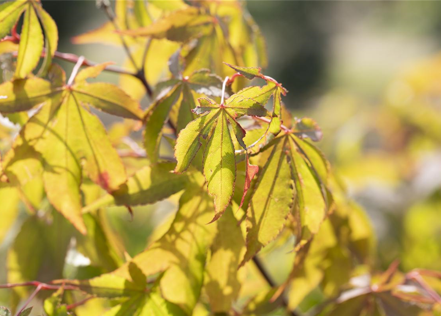 Acer palmatum Osakazuki