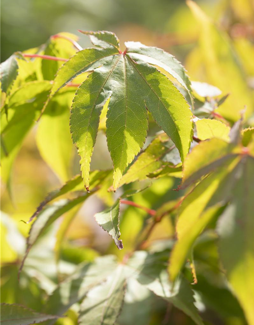 Acer palmatum Osakazuki