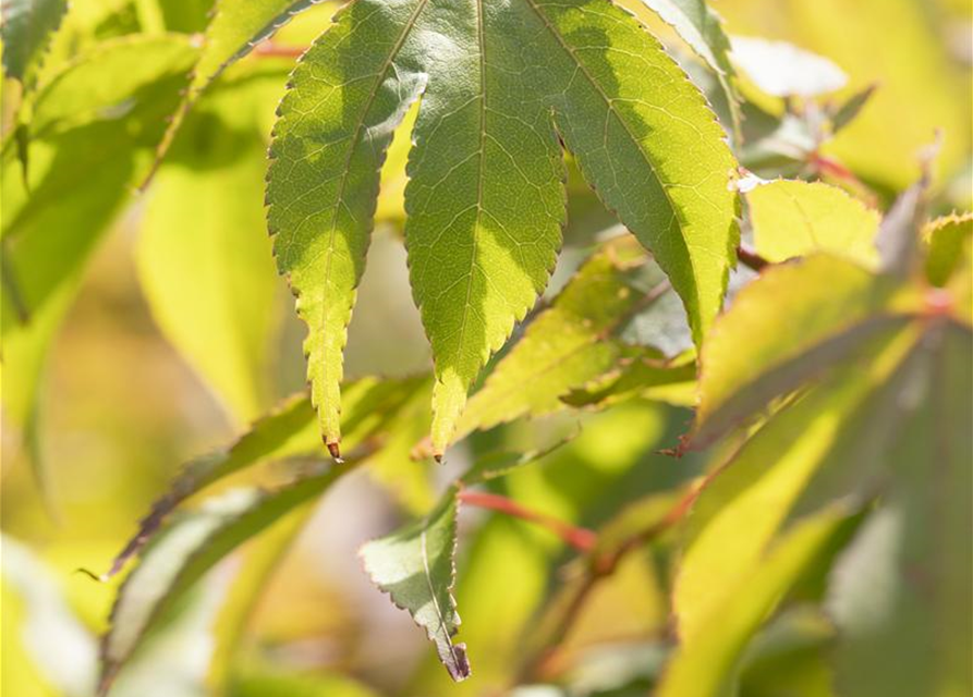 Acer palmatum Osakazuki