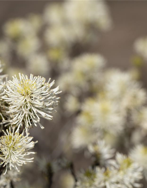 Fothergilla major