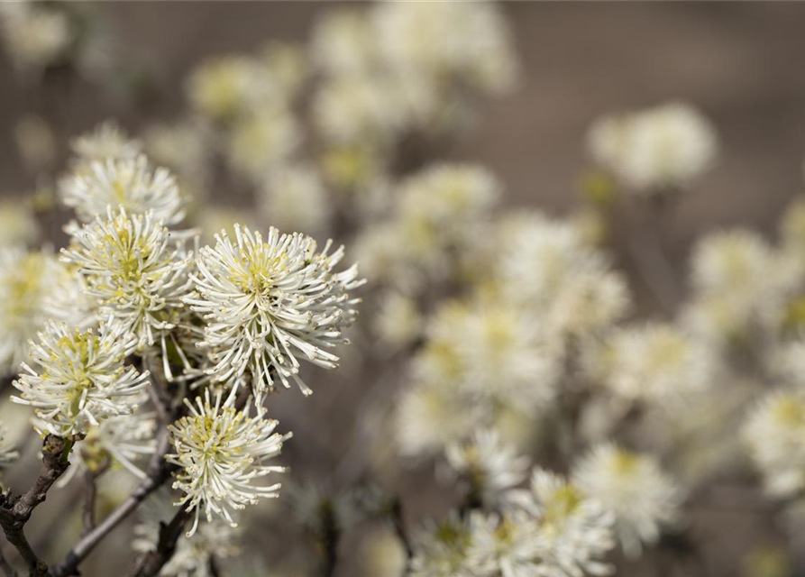 Fothergilla major