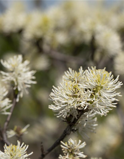 Fothergilla major