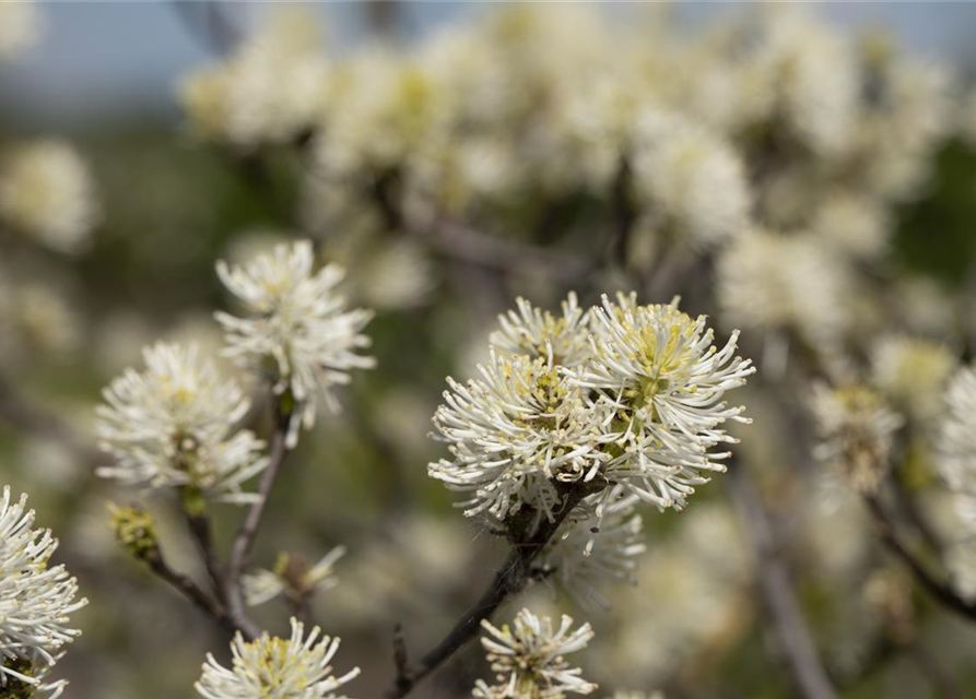 Fothergilla major