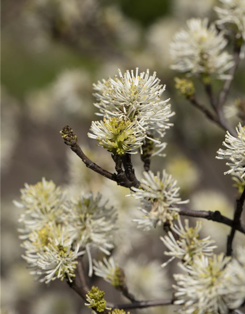 Fothergilla major