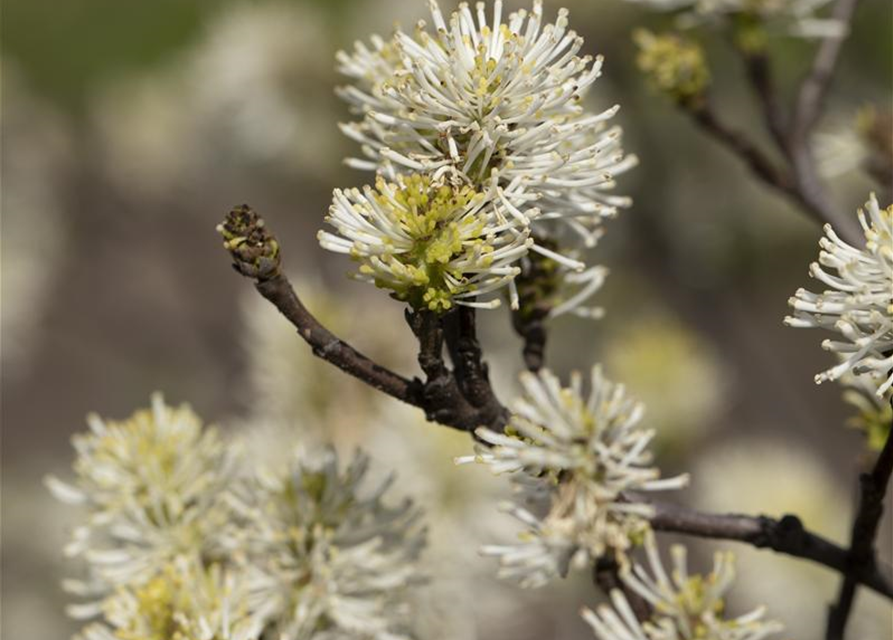 Fothergilla major