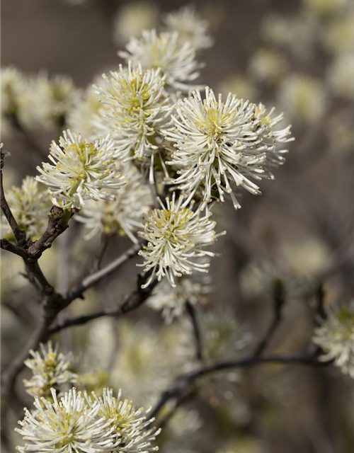 Fothergilla major