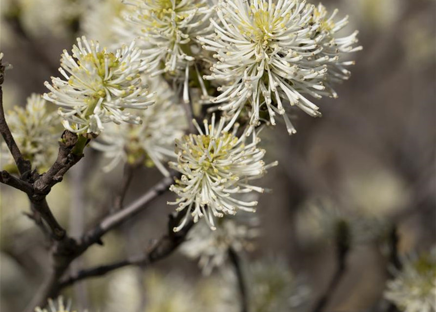 Fothergilla major