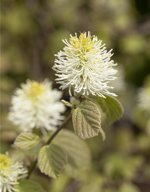 Fothergilla major