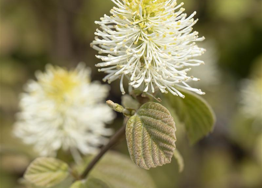 Fothergilla major