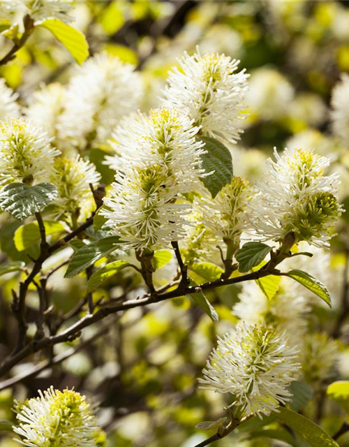 Fothergilla major