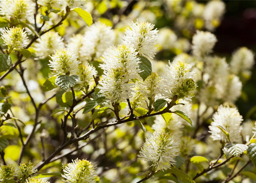 Fothergilla major