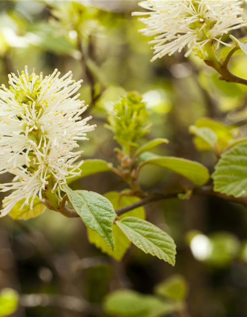 Fothergilla major