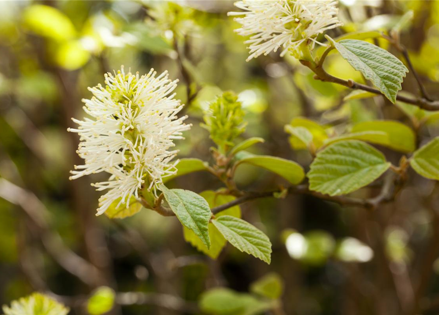 Fothergilla major