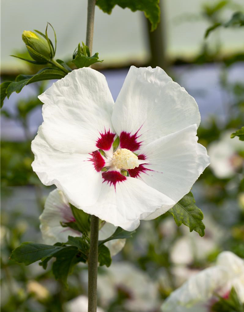 Hibiscus syriacus Red Heart